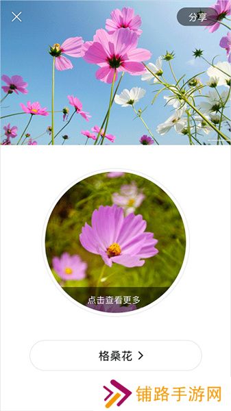 识花